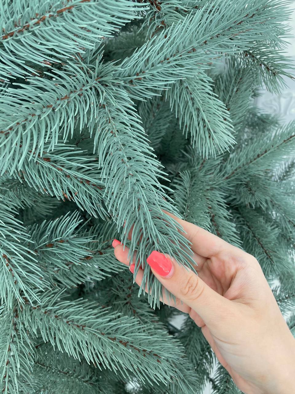 Ялинка лита Буковельська блакитна