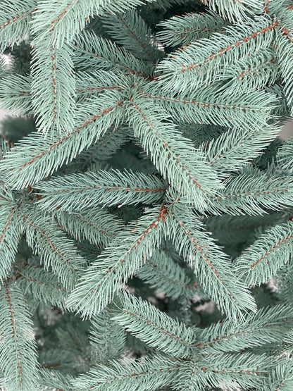 Ялинка лита Буковельська блакитна