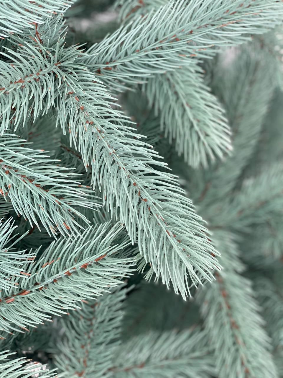 Ялинка лита Буковельська блакитна