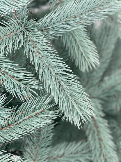 Ялинка лита Буковельська блакитна