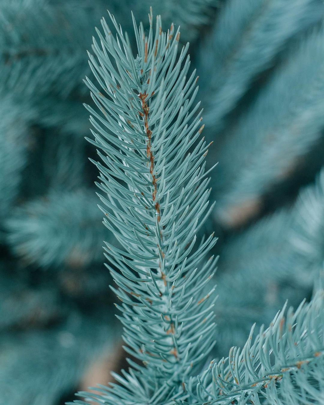 Ялинка лита Буковельська блакитна