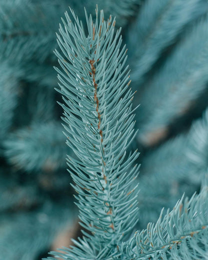 Ялинка лита Буковельська блакитна